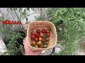 Waktunya panen tomat rampai🍅👩🏽‍🌾 #tomatrampai #cungkediro #minigarden #harvesttime