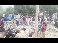 Qurbani Vlog at Skardu.