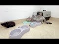 The cutest group of cats, so interested in this toy!#cat #catshorts #catvideo #kitten #cutecat #pets