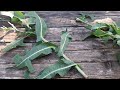 Wild Lettuce vs Sow Thistle | Comparison & Identification