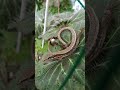 THE FRIENDLY LIZARD,KOCHI,JAPAN.