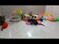 CLASSIC Dog and Cat Videos😻🐶1 HOURS of FUNNY Clips🐶