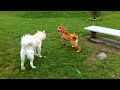 Video del Año 2018 Socialización con otros perros. Sacando a pasear a los perros (8)