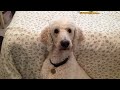 Puzzled Poodle