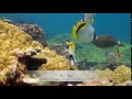 Phuket Scuba Diving Sites - Aussie Divers Phuket