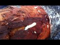 Larva inside rotten log