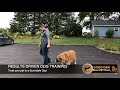 Dog training Review - Sunnidale Boarding Kennels