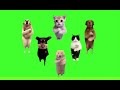 中国ダンス犬猫素材#猫ミーム #猫マニ