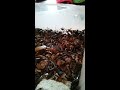 Buffalo Beetles feeding part 2