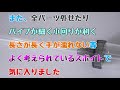 【スポイト】本当にフンを分離して綺麗な水を排出したから驚いた。しかも、冷凍赤虫や粒タイプの餌を水槽に沈める事もできる万能型！水作マルチスポイト【ふぶきテトラ】