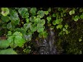 3 Hours of Trickling Water Sounds | Running Water  | Dripping Water  | Pure Nature