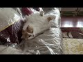 Cashew Cam - Peanut Butt & No Kitty Time #funnydogvideos #dogshorts #subscribe  #cashew