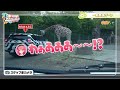 Visiting the Fuji Safari Park with Mikochi! [Tsunomaki Watame's 