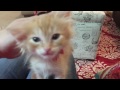 Tiny kitten orders a meal