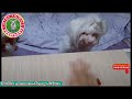🐱🐶Playing with the cute dog ||TikTok Animals-Funny and Cute Channel.🐒🐦