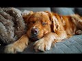 10 HOURS of Dog Calming Music🦮💖Dog Relax Music🐶🎵Anti Separation Anxiety Relief Music⭐Healing Music
