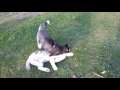 2 Husky brothers playing