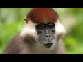 Different Types of Monkeys for Kids | Learn the Names of Monkey Species for Kindergarten & Toddlers