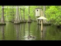 Hooded Merganser and Wood Duck babies skydive.  5-8-14