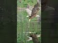 Norwegian Sea Eagle catching fish from sea!