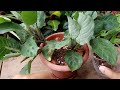 The Secret of Prayer Plant Healthy Growth// Prayer Plant Potting Soil// Prayer Plant Care Indoor