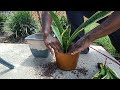 How to repot a Snake plant ! ( 1 Year Growth )