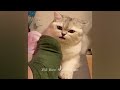 Funny ANIMALS videos 2024🤔New Funny Cats and Dogs Videos🐶