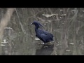 Black Heron