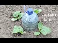 How to Make Drip Watering from a Bottle. Everything Ingenious is Simple.