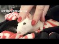 Rats are the sweetest pets.#cuterats #petlove #petlove