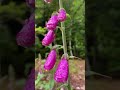 El Encanto del Color Fucsia: DigitaliS Púrpura en su Máxima Expresión