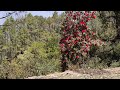 Boransh(Rhododendron) flowers season uttarakhand india