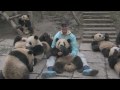 Bifengxia Panda Park - Playing with Pandas