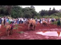 baby elephants.MOV