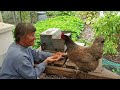 Training chickens to use a Treadle feeder