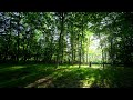 [Playlist] 🌳숲속에 온 듯, 마음이 편해지는 첼로 음악 테라피 (cello music)