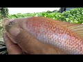 Câu cá ở bè Xã Mỹ Hòa Hưng,khá bảnh giựt cá sướng tay các bạn ơi 14kg cá trúng nhất từ trước đến nay