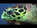 Amazing Sea World Eps 10 Shark Meet Giant Turtle