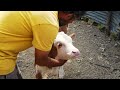 Alone in the Mountains Animal Husbandry | Documentary Film