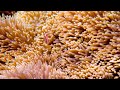 3 HOURS of 4K Underwater Wonders + Relaxing Music - Coral Reefs & Colorful Sea Life in UHD