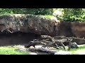 Otters Chasing a Butterfly