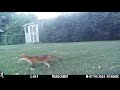 daylight fox