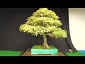 The Bonsai Garden of Bill Valavanis - Greenwood Bonsai