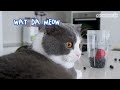 Cats Confused By Their Reflection | Compilation