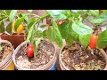 How to Make DRIP IRRIGATION with recycled plastic bottle |Rick Garden|