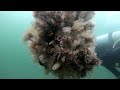 Spotted Handfish Dive - Nutgrove Beach, Tasmania