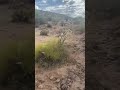 En el desierto 🌵 dando una caminata 🚶‍♂️‍➡️con mi Perrita 🐶 nos atacan las abejas 🐝😭😂