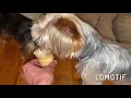 Yorkies Eating Ice Cream