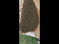 Wasp attack on honeybees