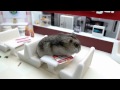 Tiny hamster eating tiny fast food